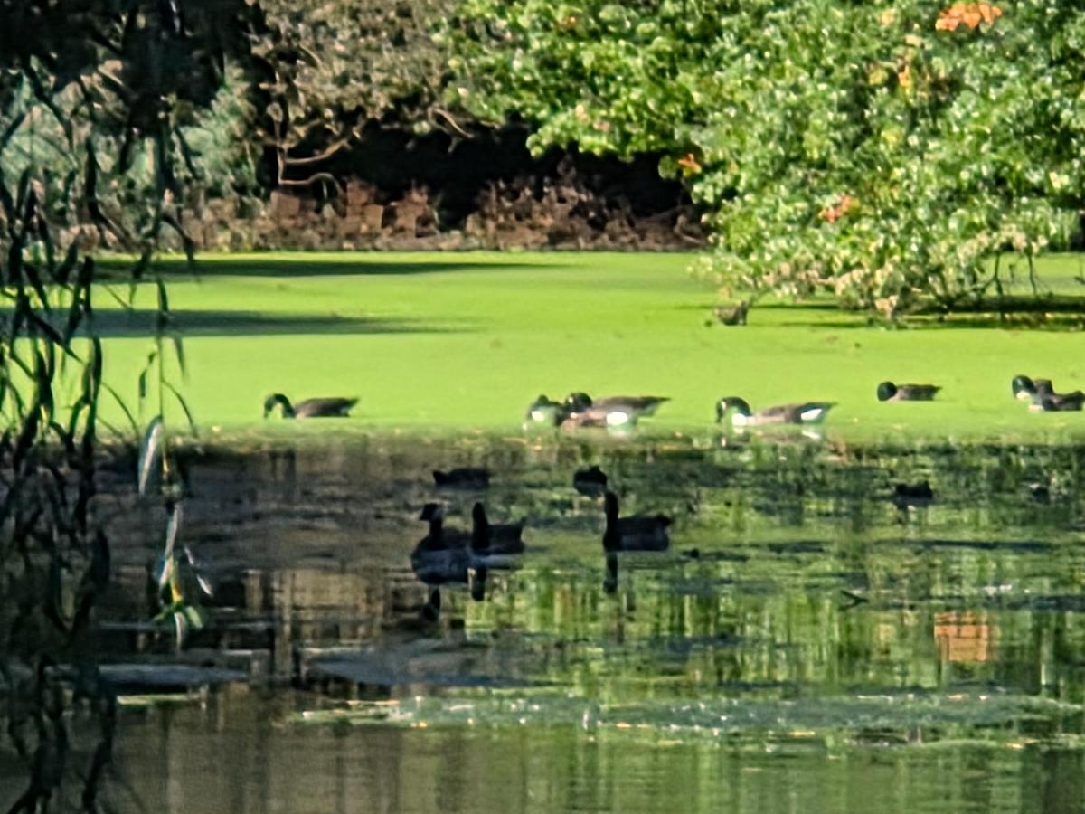 Very low res picture of ducks