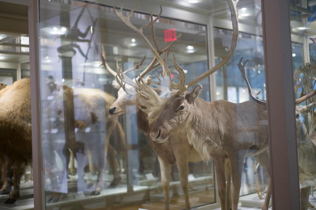 Museum of Natural History - Animal